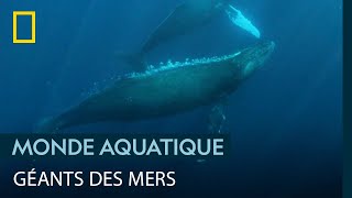 Documentaire Les techniques de chasse des immenses baleines à bosse