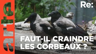 Documentaire L’invasion de corbeaux en ville
