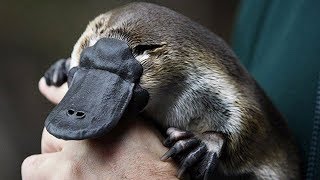L'ornithorynque n'est pas n'importe qui