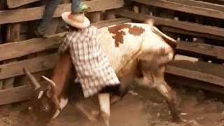 Madagascar : homme VS zébu