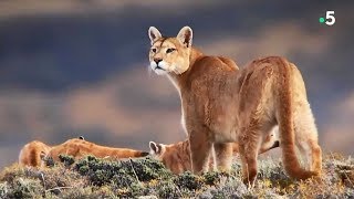 Maman puma chasse le lama