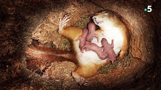 Documentaire Naissance de bébés écureuils en direct