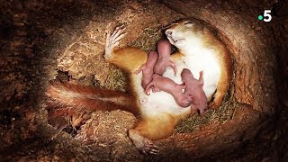 Naissance de bébés écureuils en direct