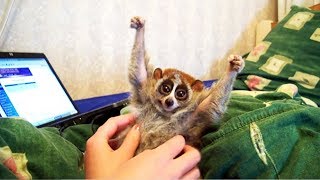 Ne chatouillez pas le loris lent !