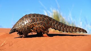 Documentaire Pangolin : l’animal le plus braconné du monde