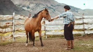 Documentaire Pas facile de dompter un cheval sauvage…