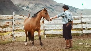 Pas facile de dompter un cheval sauvage...