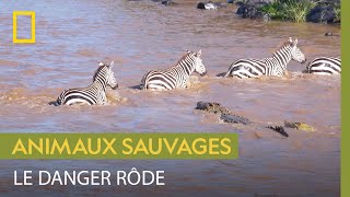 Pour les zèbres, le danger est omniprésent dans la savane