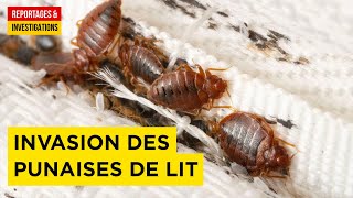 Documentaire Punaises de lit, l’invasion inévitable ?