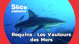 Quand le requin s'attaque à la baleine bleue