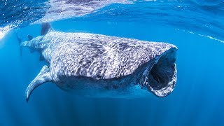 Documentaire Requin-baleine : le plus grand poisson du monde