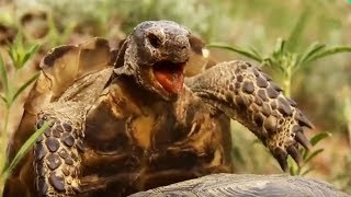 Sexe : comment font les tortues ?