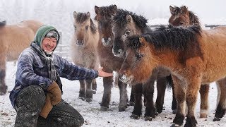 Documentaire Sibérie : il élève des chevaux par -20° !