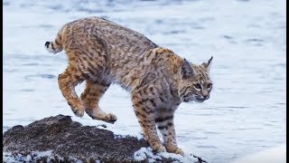 Documentaire Survie : l’aventure du lynx des Rocheuses