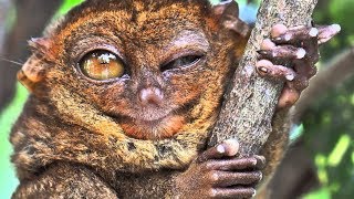 Documentaire Tarsier : le mini primate carnivore
