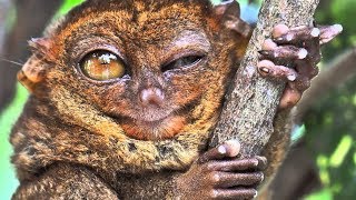Tarsier : le mini primate carnivore