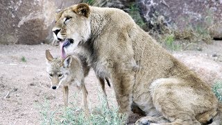 Un coyote ami avec un lion !