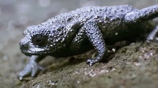 Un crapaud se change en caillou pour sauver sa vie !