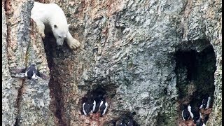 Un ours polaire affamé risque sa vie !