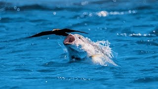 Un poisson gobe un oiseau en plein vol