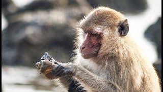 Un singe se fait un plateau de fruits de mer