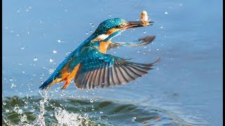 Un splendide martin-pêcheur en slow motion