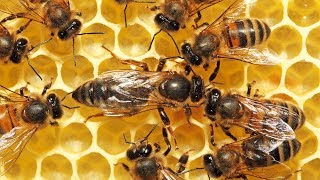 Documentaire Une abeille tue sa sœur et s’empare du trône