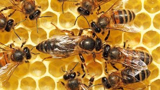Une abeille tue sa sœur et s'empare du trône