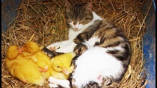 Une chatte adopte des canetons !