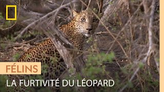 Documentaire Une femelle léopard s’élance à la poursuite d’un groupe de singes
