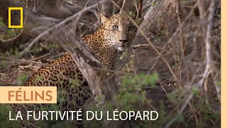 Une femelle léopard s'élance à la poursuite d'un groupe de singes