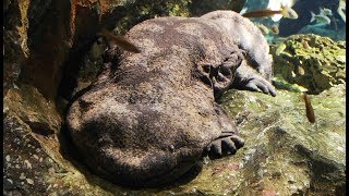 Une salamandre géante vit au Japon