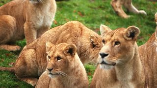 Documentaire Zoo de Cerza, au coeur du plus grand zoo de Normandie