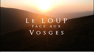 Documentaire Le loup face aux Vosges : une cohabitation possible