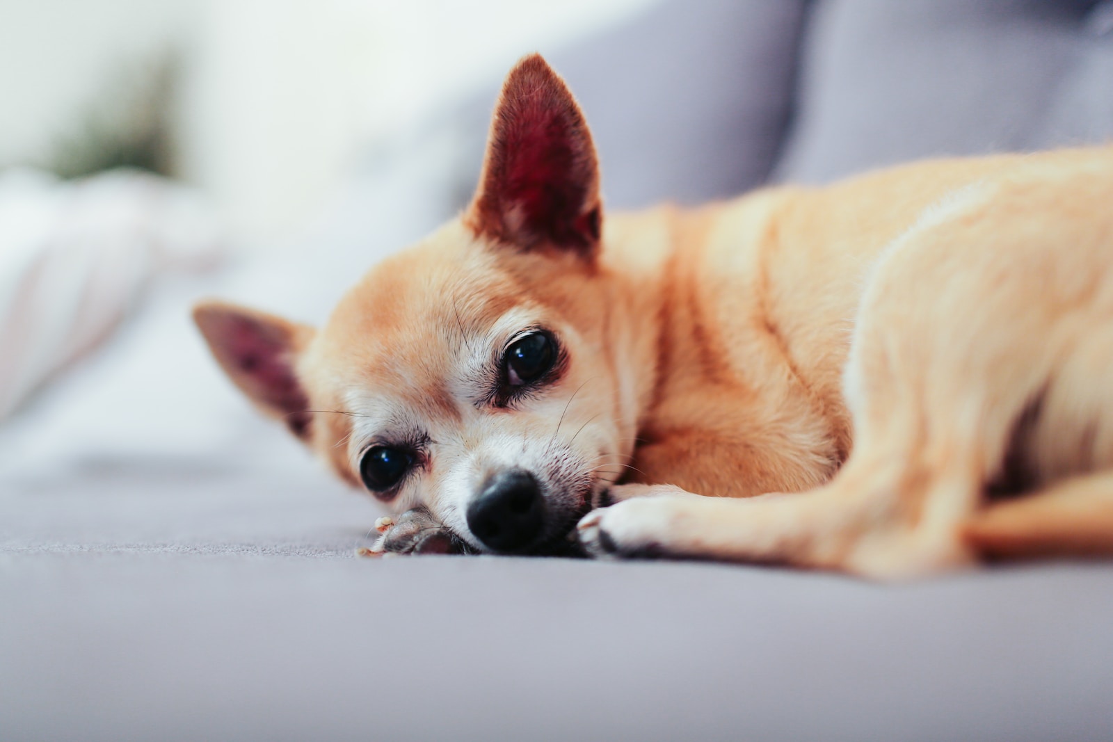 Les plus petites races de chiens du monde