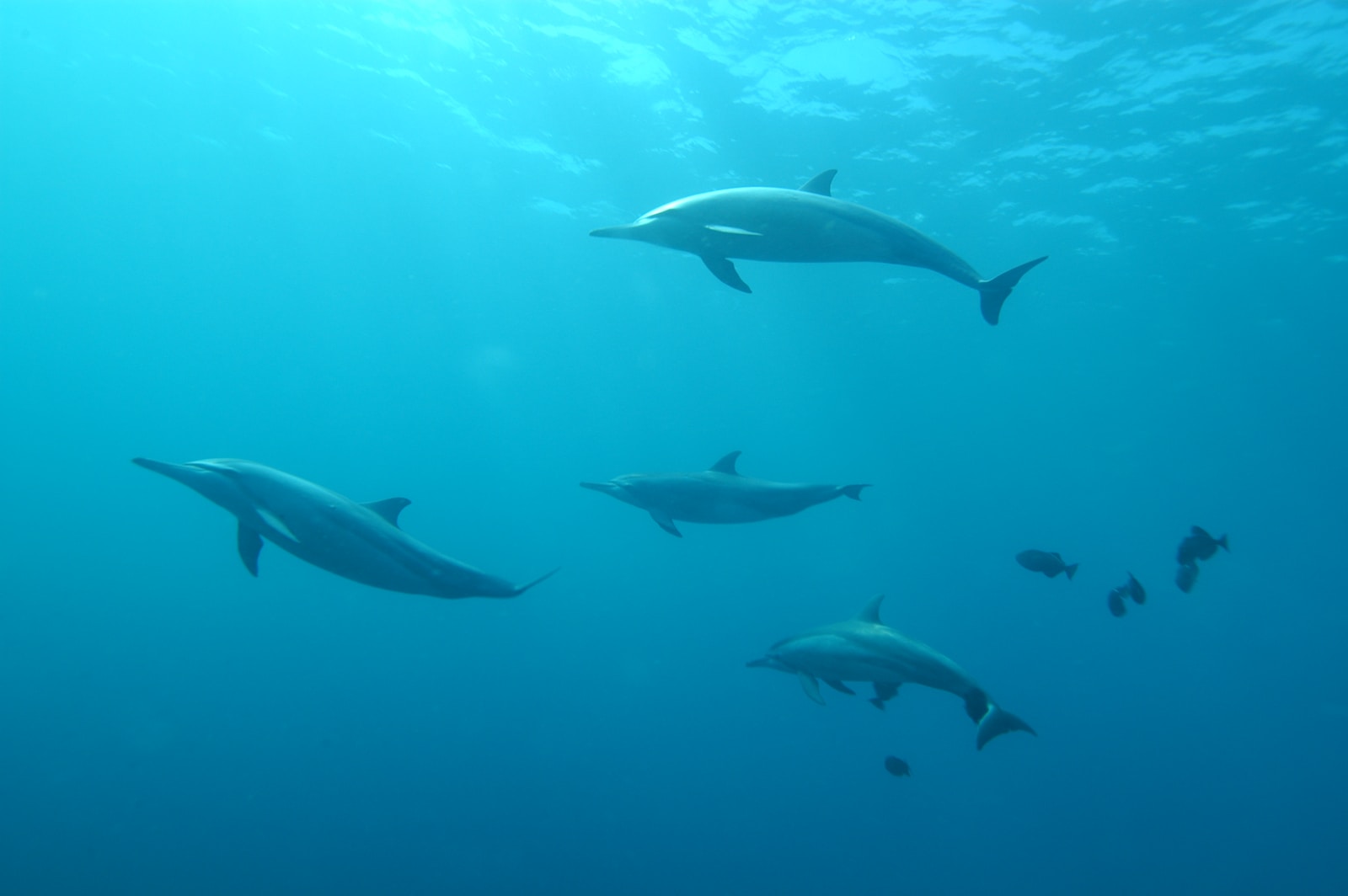 Documentaire Comment les mammifères marins évitent l’accident de décompression ?