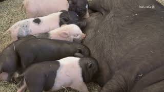 5 petits cochons aux USA