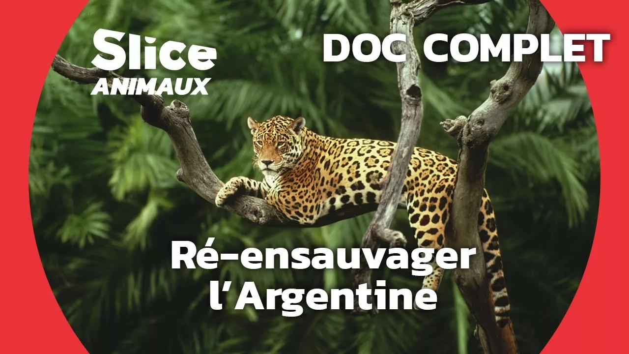 Documentaire Argentine : la réintroduction d’espèces disparues