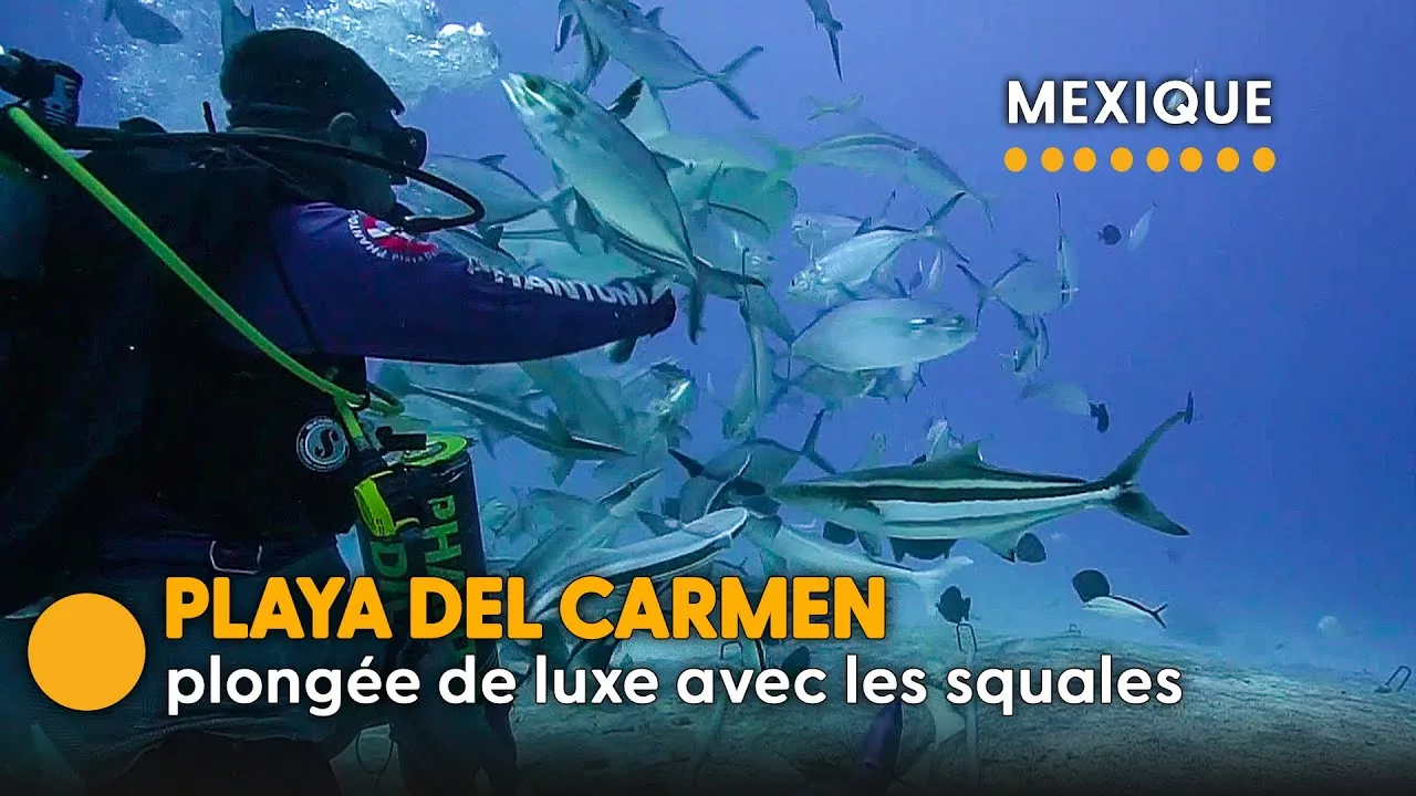 Documentaire Ces français prêts à payer cher pour toucher des requins !