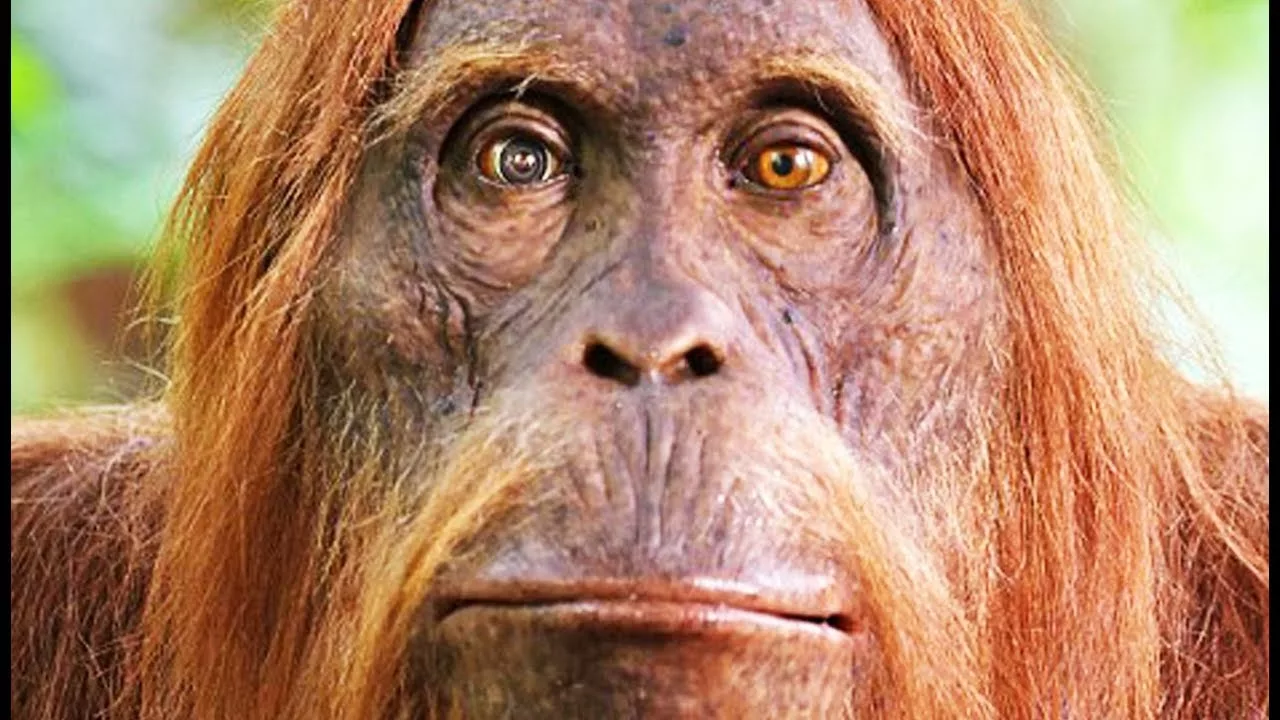 Documentaire Cet orang-outan est un robot