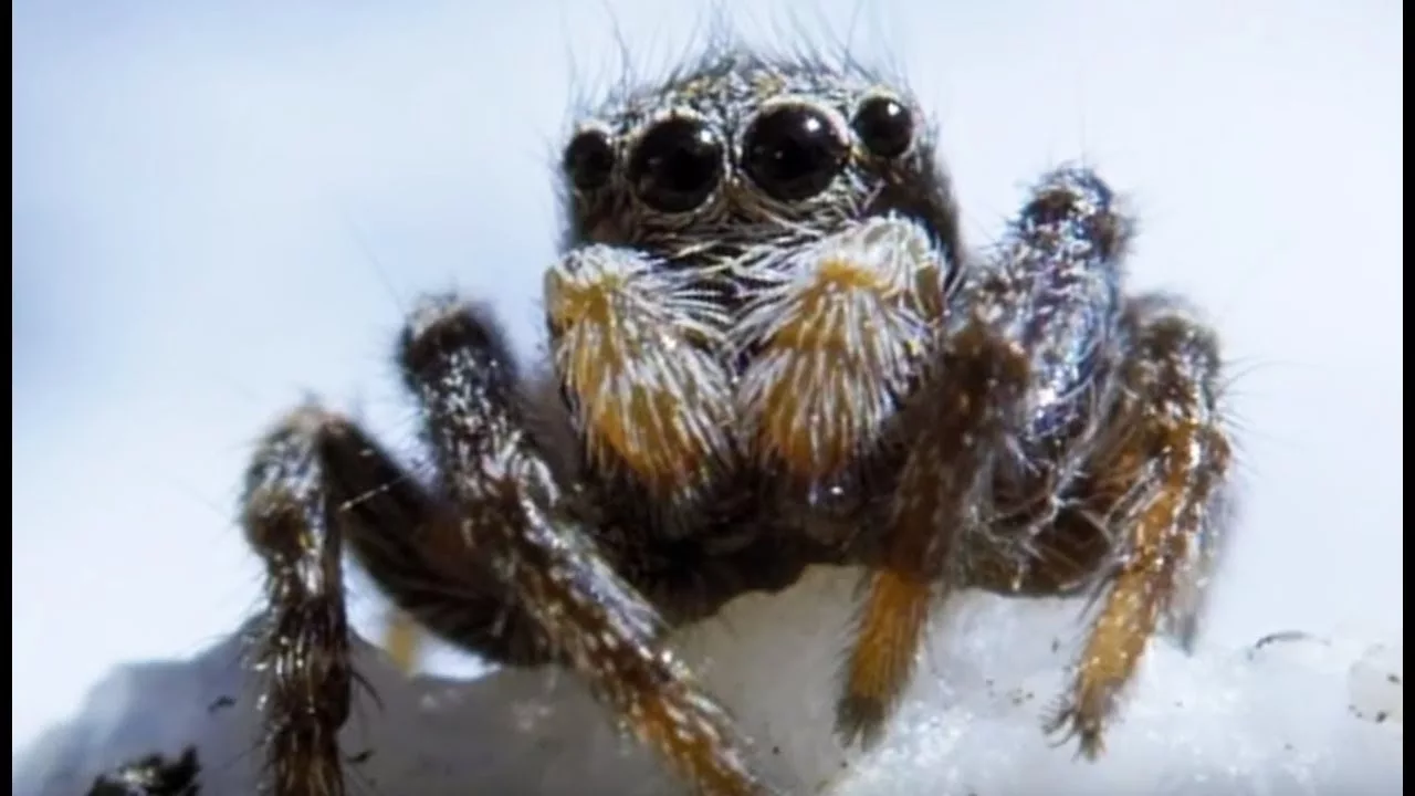 Documentaire Cette araignée vit à 6000m d’altitude !