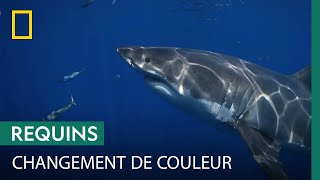 Comment la peau des requins change-t-elle de couleur ?