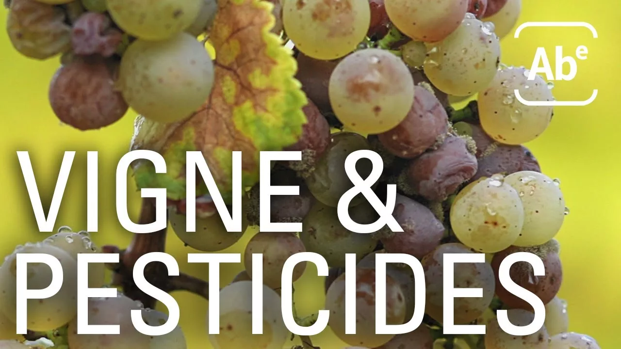 Documentaire Culture de la vigne : comment limiter les pesticides ?