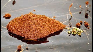 Des fourmis construisent un radeau !