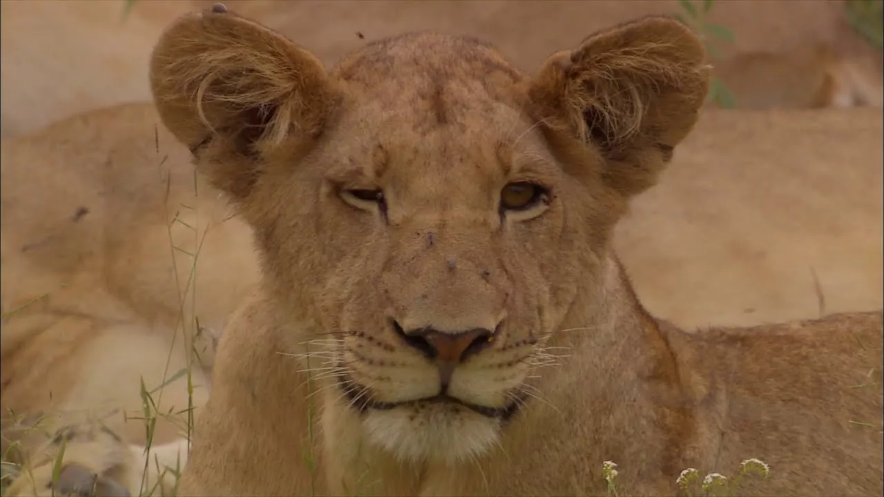 Documentaire Des lions dépouillent une lionne de sa proie