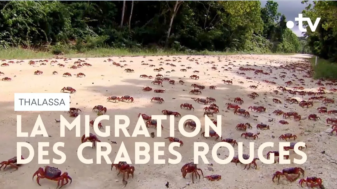 Des millions de crabes en pleine migration