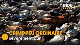 En Inde, les vaches sont mieux traitées que les humains
