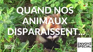 Quand nos animaux disparaissent...