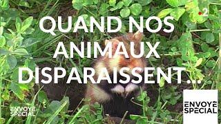 Documentaire Quand nos animaux disparaissent…