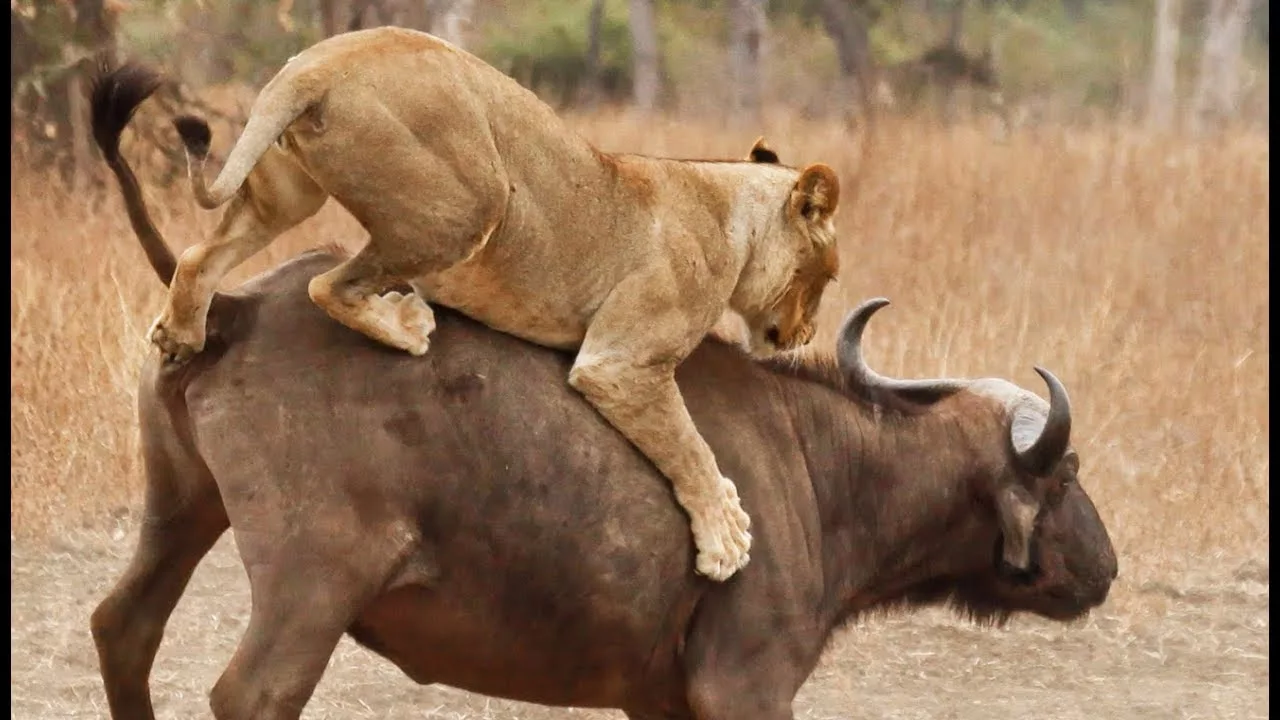Documentaire Epique : lions VS buffles